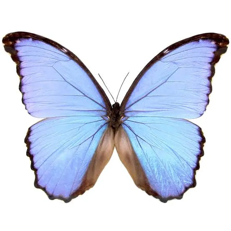 فراشة